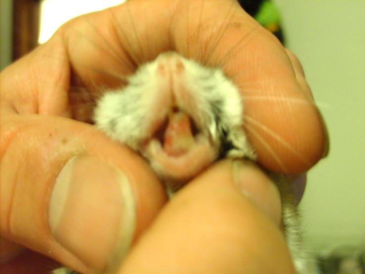 Hamsters on sale eat mealworms